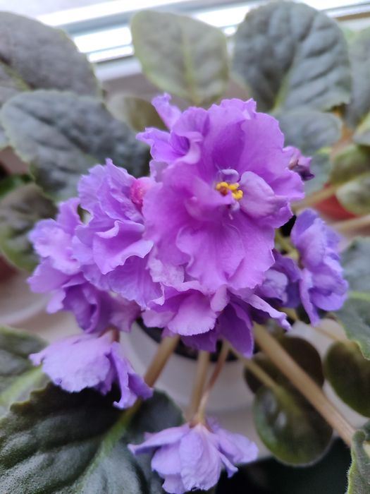 Фиалки сенполии сортовые разные