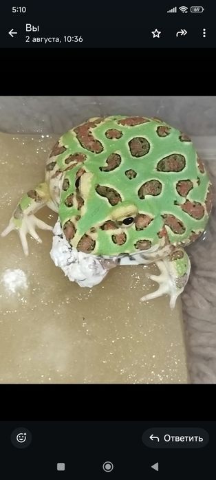 Лягушка рогатка (чакская кранвелла)