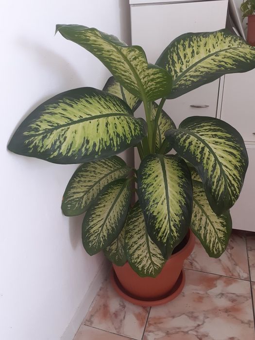 Vând flori de apartament