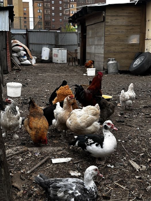 Продам яйца на инкубацию кур