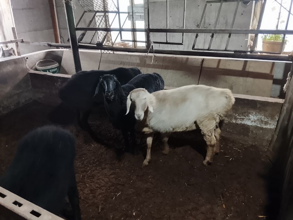 Qo'ylar sotiladi