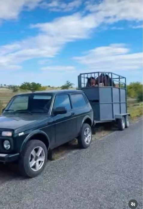 Перевозка лошадей ,крс,мрс