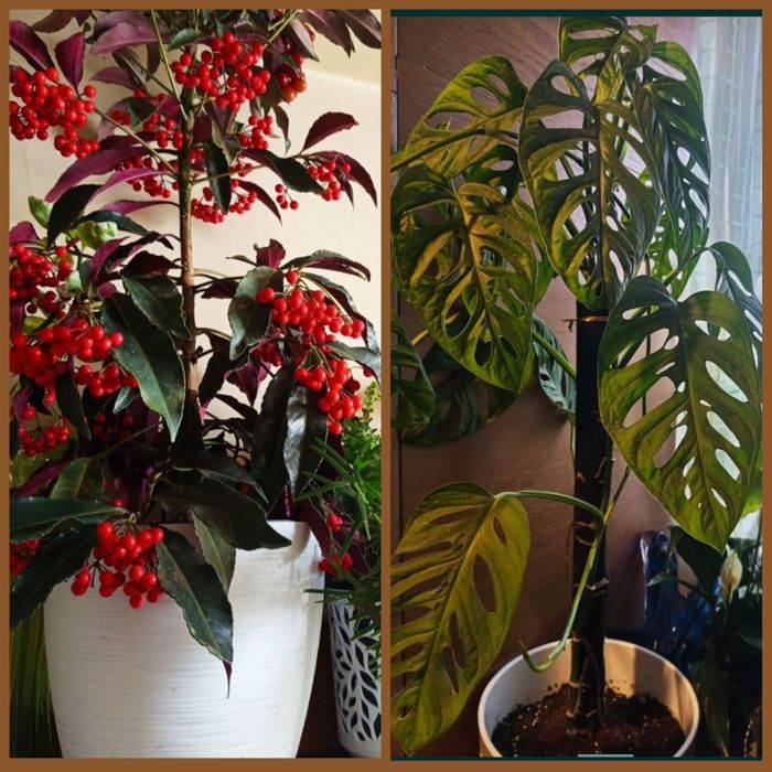 Комнатные цветы , цветущие