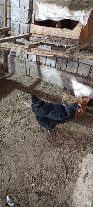 Хороз ва товуклар