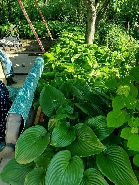 Продам саженцы хост