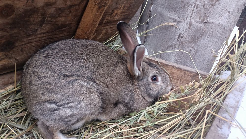 Продам кроликов разных возрастов.