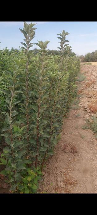 Саженцы. Жемыс талдар