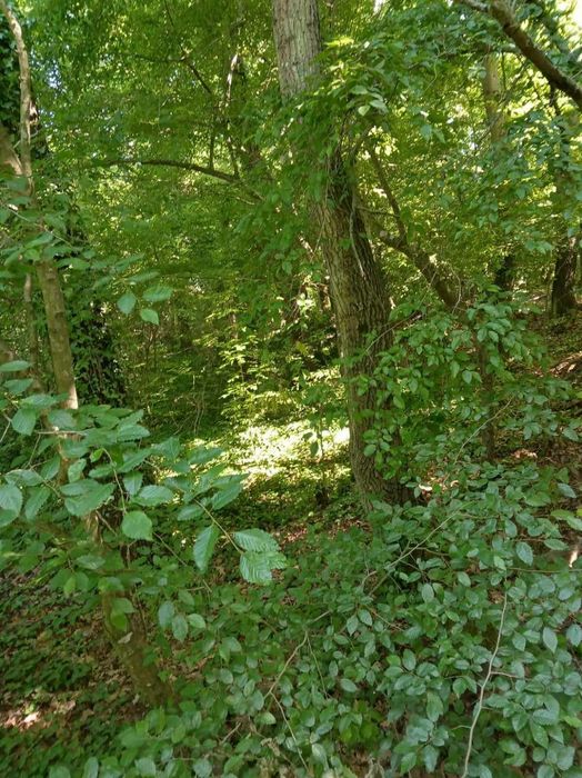 Продава се Земеделски имот в с. Близнаци, Област Варна -  кв.м за 6667 €/дка - Снимка #1