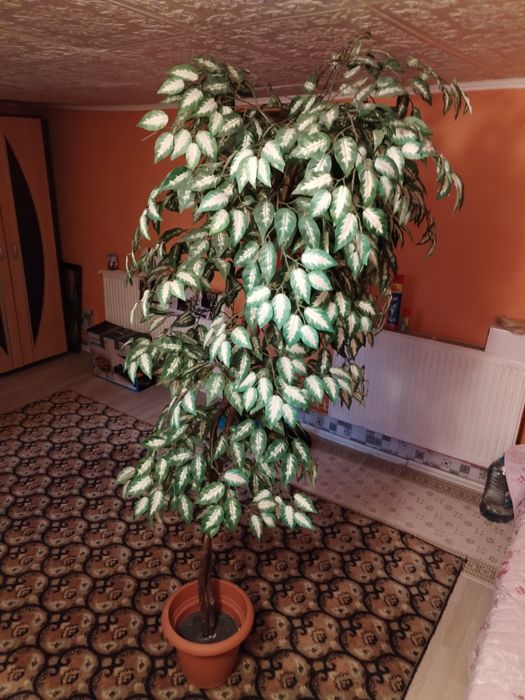 Vând arbore Ficus artificial,înalt de 2 m.