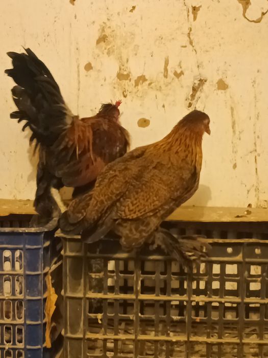 Тауық карликовый