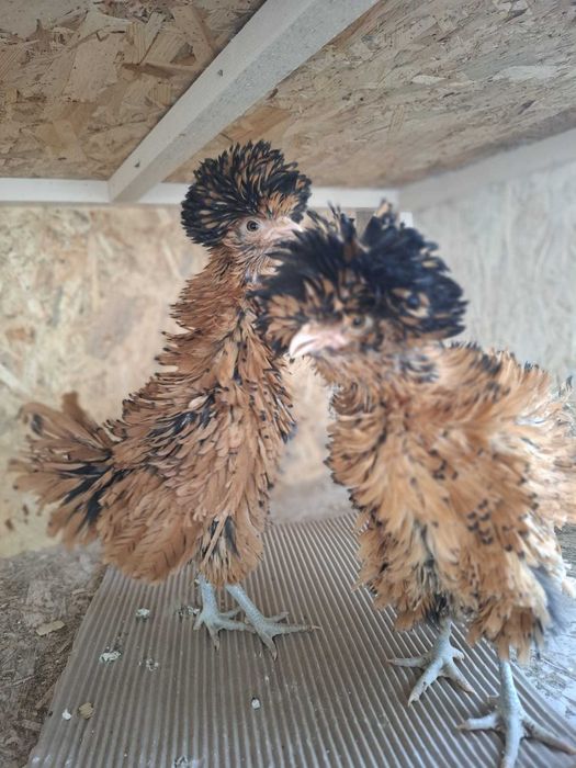 Ouă  de găină pentru incubat