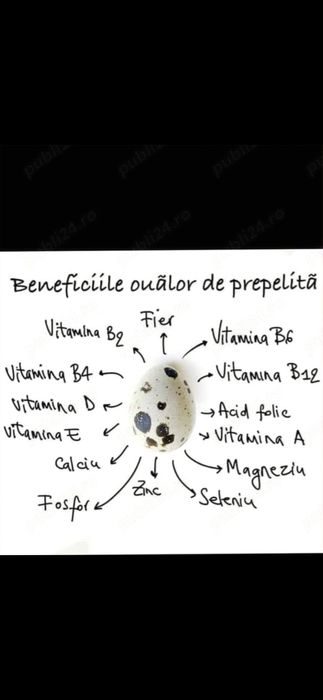 Vând prepelite și ouă de prepelite