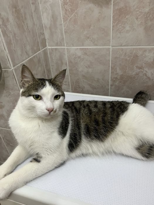 Отдам хорошие руки