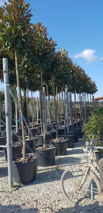 Plante ornamentale, tuia, copaci, brazi, magnolia, tei mesteacan.