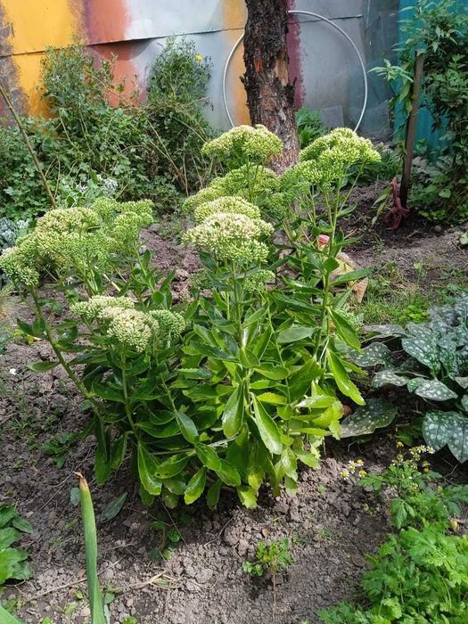 Садовые растения