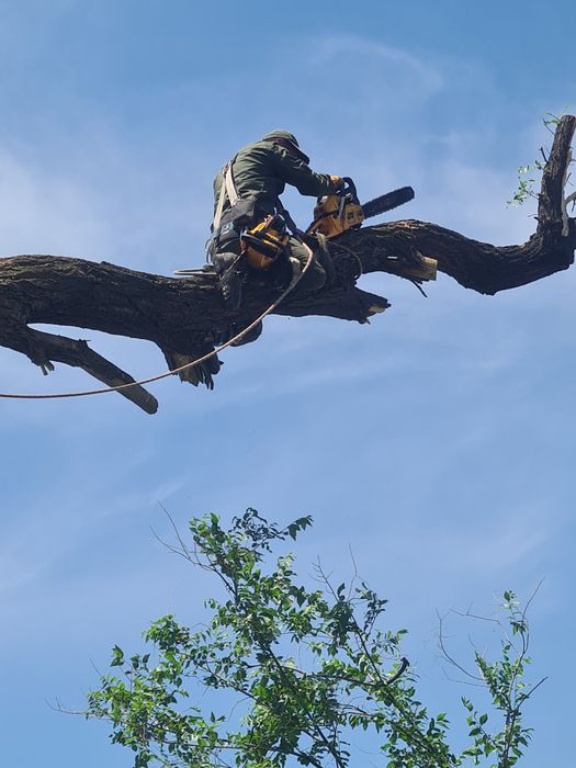 Спил деревьев  агаш кесемиз