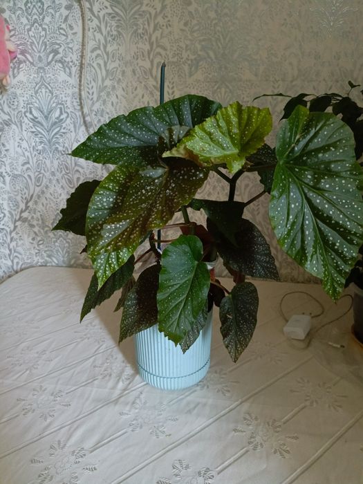 Продаются комнатные растения