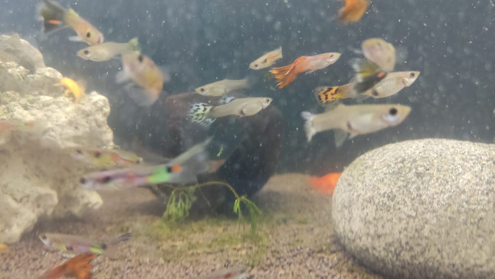 Продам рыбок гуппий.