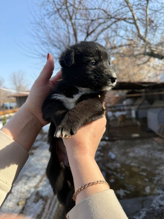 Отдам в любящие руки щенка девочку