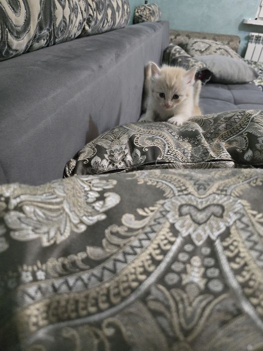 Отдам котята бесплатно