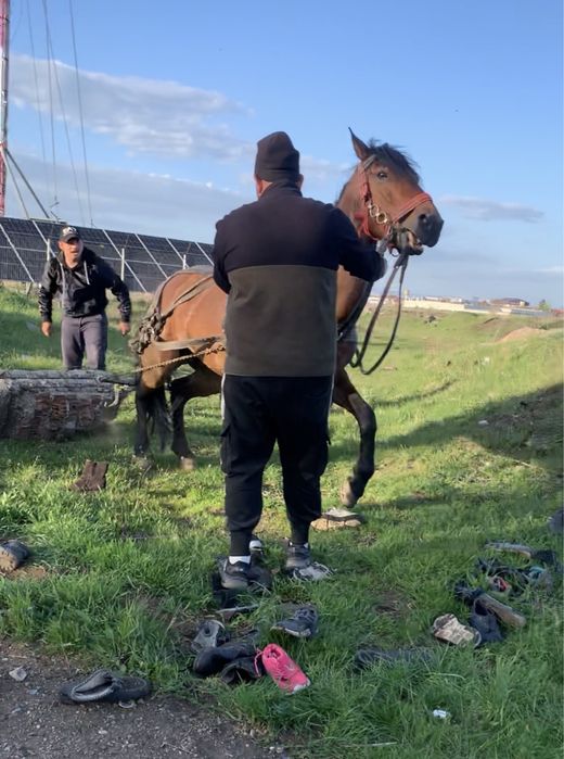 De vnzare iapa dau si la schib 6 ani