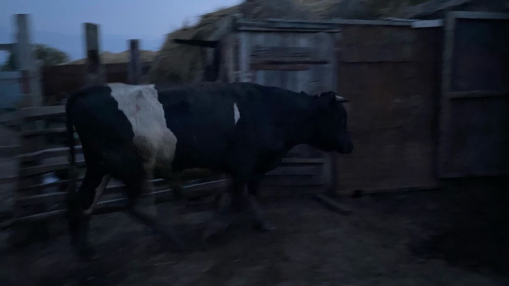 Продам быков.