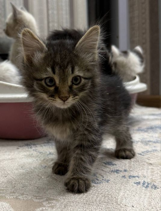 Котята. Mushukchalar.