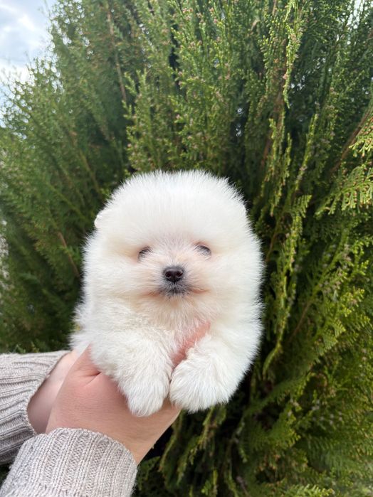 Померан  -  момче