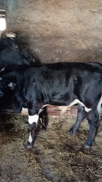 Vițica pentru prăsilă