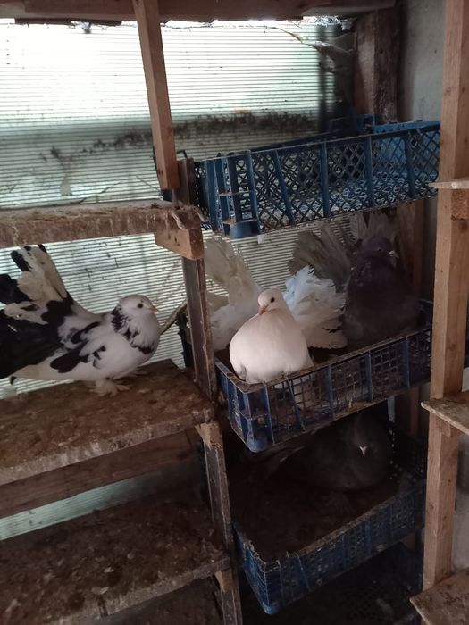 Porumbei voltați indieni 2 perechi