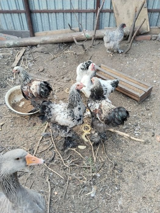 Продам петуха Брама