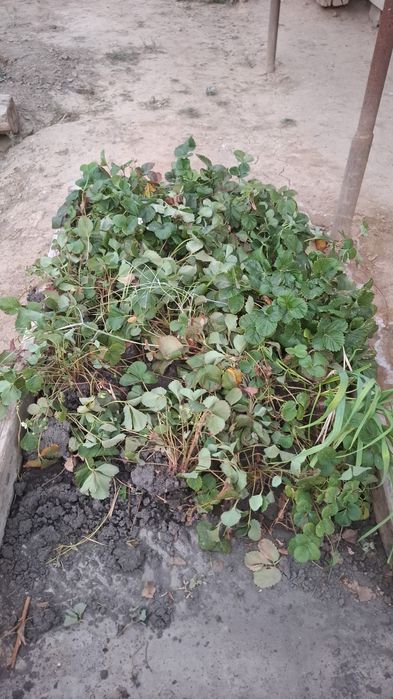 Рассады клубники