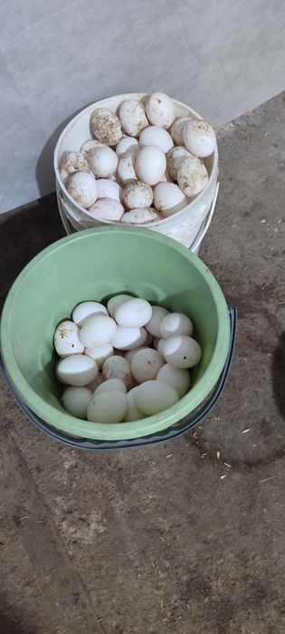 Продаю кур несушек.