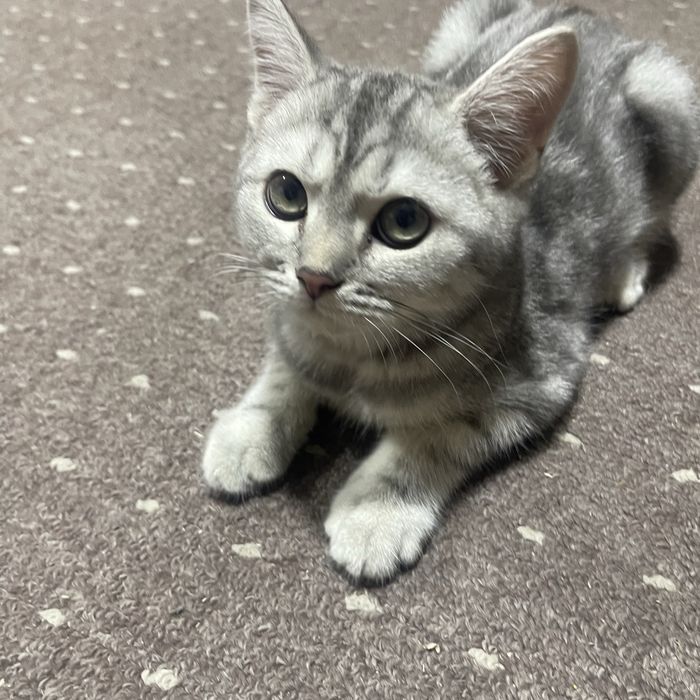 Шотландские котята Scottish Fold