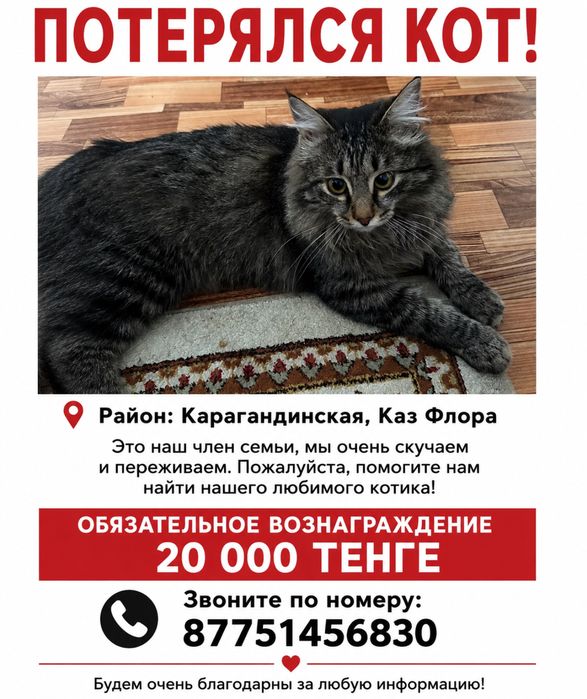 Потерялся кот Город Астана