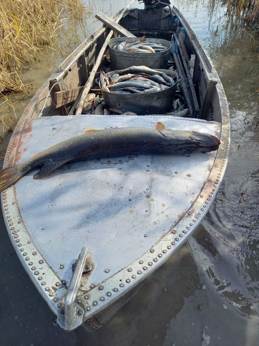 Щука - свежезамороженная