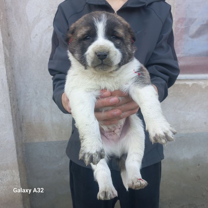 Алабай боласи сотилади эркаг 900000.сум