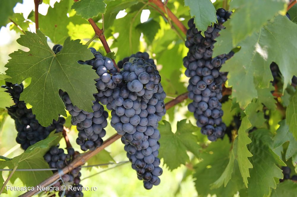 Struguri de vin toate soiurile