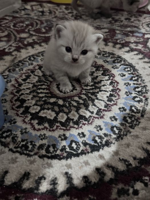 Продам очень красивые кошки !