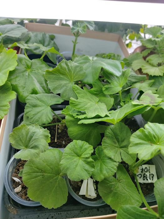 Продам укорененные черенки пеларгонии