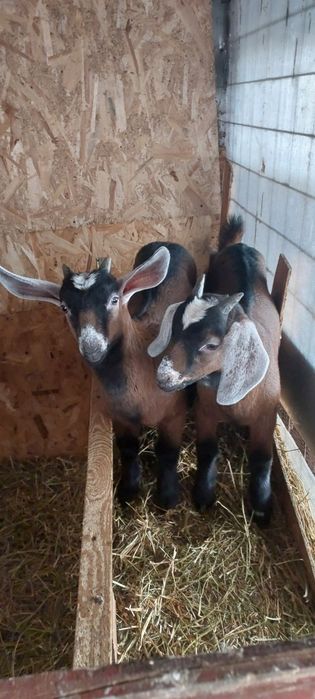 Capra alpina franceza cu 2 iezi