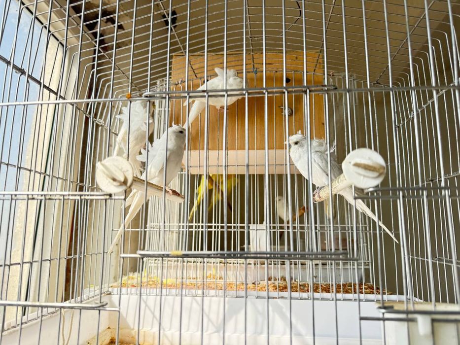 Бабочка  попугайла сотилади