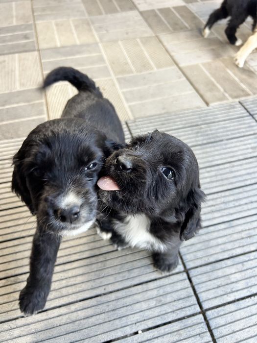 Donez catei, mama cocker spaniel