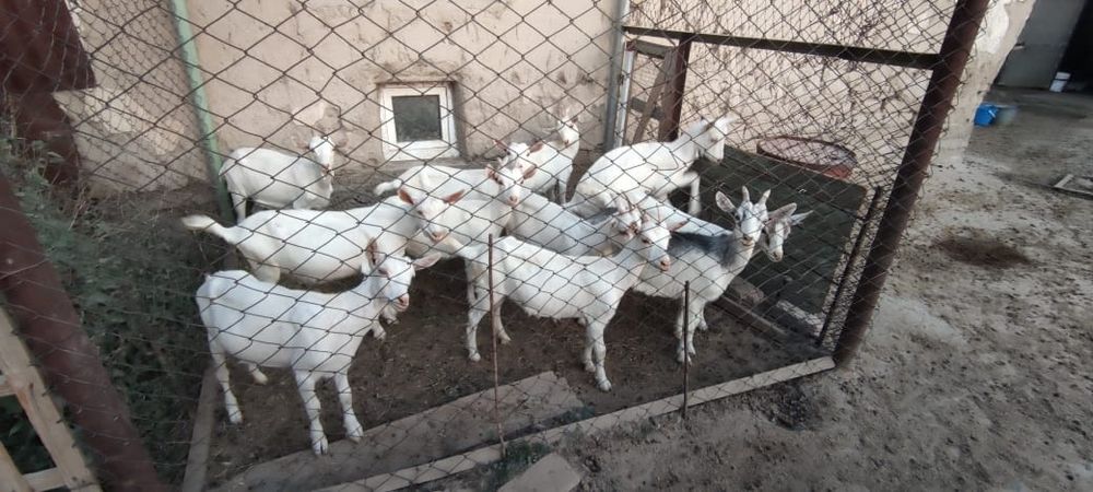 Продаются зааненские козлята