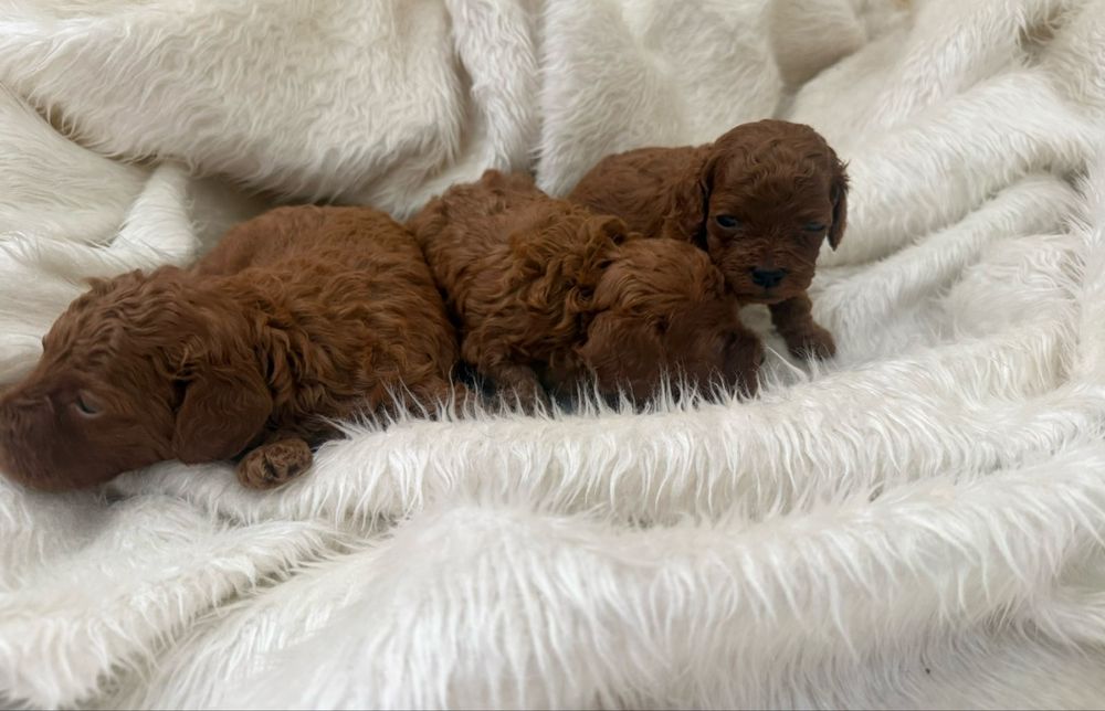 Пудел  Той      Poodle Toy