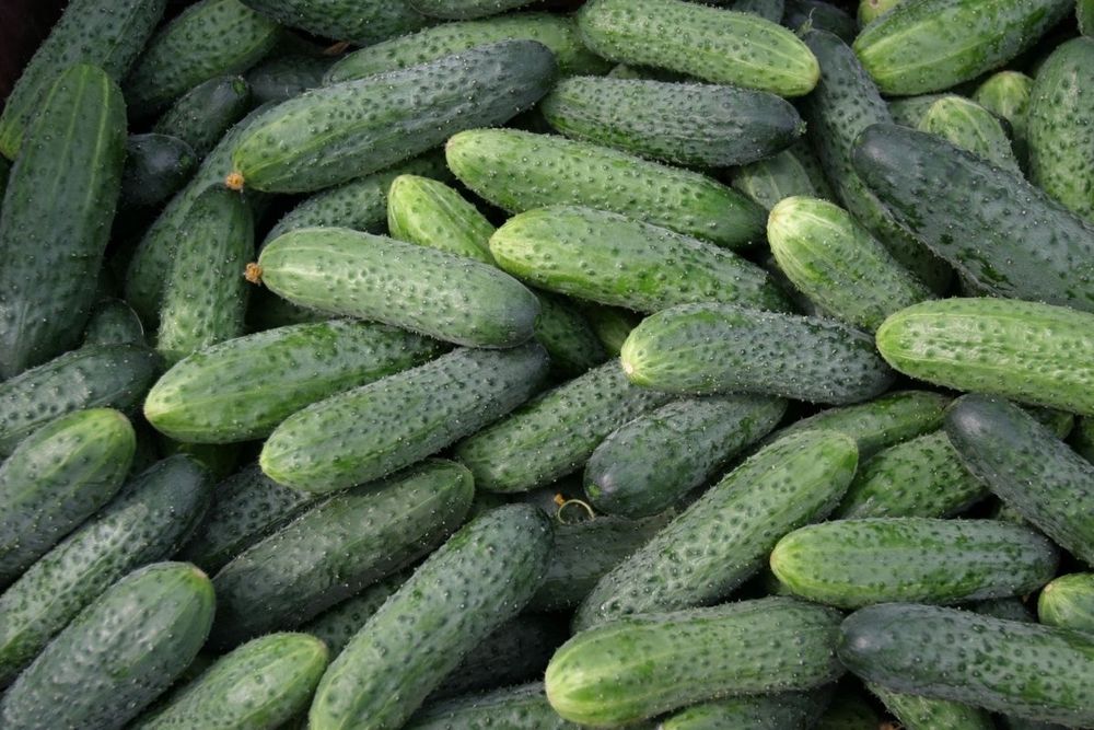 Продам огурчики свежие