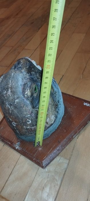 Водна остенурка от Куба