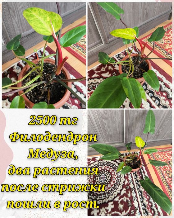 Эуфорбия, Дримиопсис, Бильбергия, Филодендрон