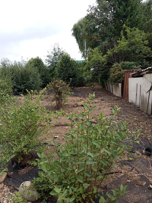 Прополка огорода