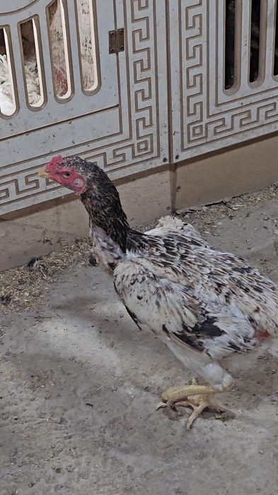 Privaznoy Yapon shamo ataka